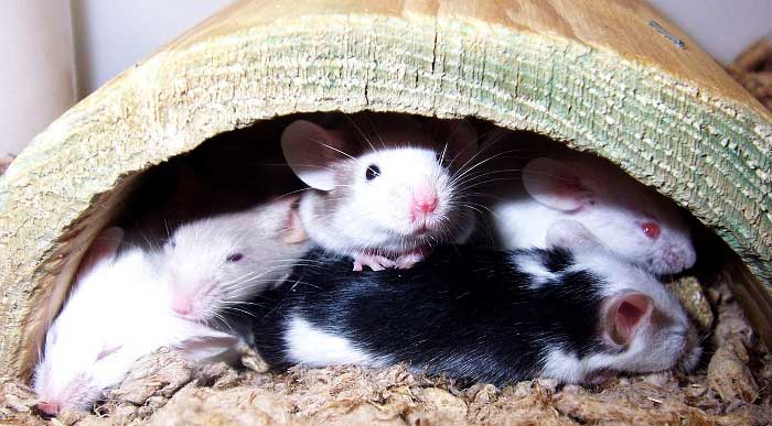 Myszy domowe